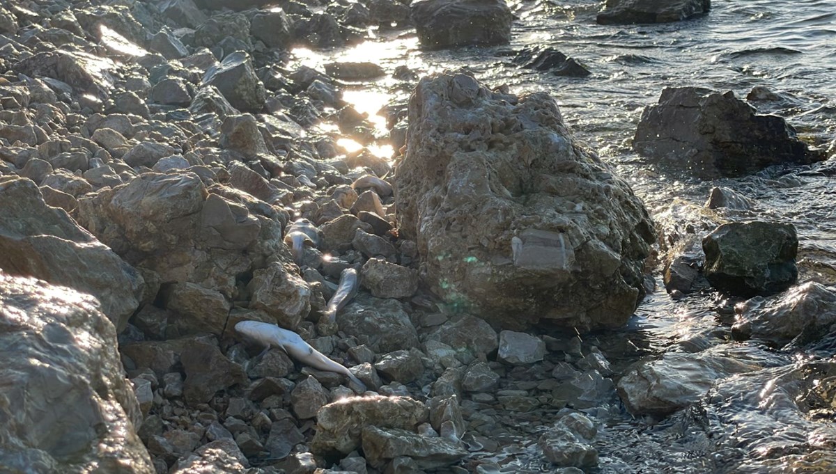 İskenderun sahilinde balık ölümleri: İnceleme başlatıldı