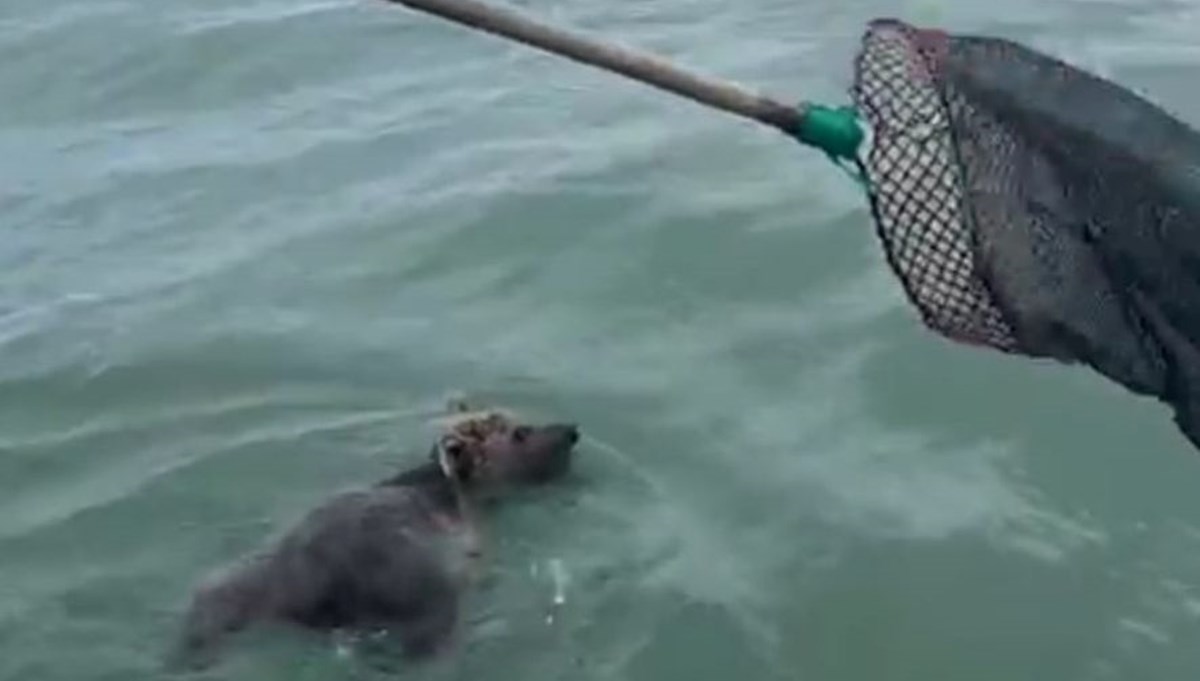 Giresunlu balıkçıların ağına bu kez balık değil yavru ayı takıldı
